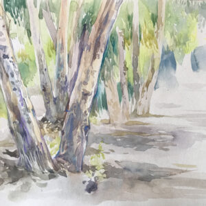 עצי אקליפטוס   אינה קצב