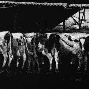 דיפטיכון "פרות" אינה קצב