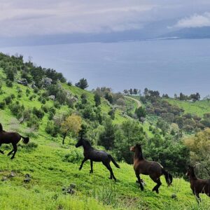 לחופש נולדו | טבריה גליה יקים הרוש