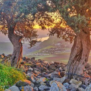 נוף אל הארבל מקרני חיטין    גליה יקים הרוש