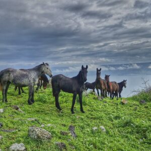 סוסים בטבריה    גליה יקים הרוש