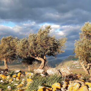 עצים נעים ברוח | קרני חיטין    גליה יקים הרוש