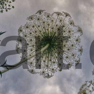 תחרה    גליה יקים הרוש