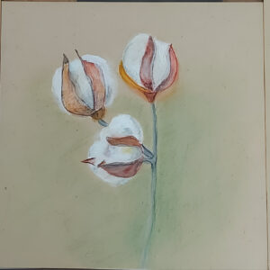 ניצני כותנה   רחל רז